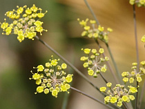 Администрация Зеленоградска оштрафована на 200 тысяч рублей за сорняки на земельном участке