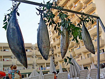 В Калининграде задержана рыба из Исламской Республики Мавритания