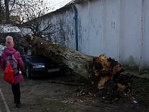 Огромное дерево размозжило "Ниссан" (фото)