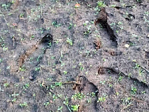 Англичанин и поляк заплатили за селфи на фоне российской границы 