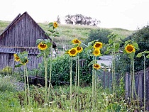 Торфяные дельцы умудрились не платить за аренду земли