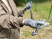 Под Янтарным в пансионат нагрянул царь змей