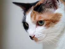 Где почесать? Как в Калининграде вырос спрос на услуги ухода за животными