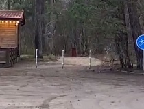 Велодорожка по Куршской косе резко стала не такой роскошной