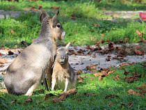 В Калининграде впервые родилась патагонская мара 