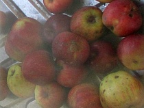 Литовские яблоки из Калининградской области выслали обратно в Литву