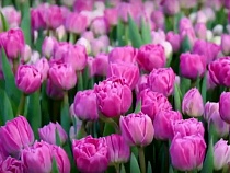 Под Калининградом вырастили эксклюзивный в РФ сорт тюльпанов 