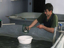 Власти увеличат объемы искусственного воспроизводства рыбы