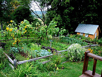 Калининградские бизнесмены призвали народ на огороды