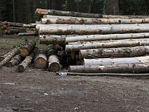 Причастному к вырубкам директору «Ролес» предъявили новое обвинение