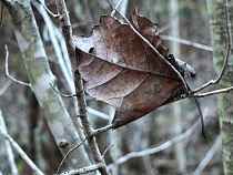 В Гвардейске за 15 минут восстановили движение по дороге, на которую упало дерево