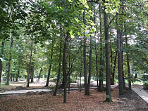 В Пионерском предложили создать ботанический сад