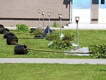 "Аллеи Калининградской области": давайте деньги с обрезки деревьев перенаправим на компенсационные высадки