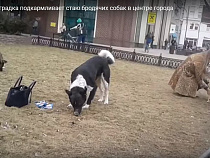 Калининградка подкармливала стаю бродячих собак у ТРЦ “Европа” (видео)