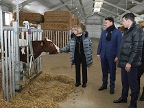 Министр Шевцова бесстрашно погладила безрогую корову