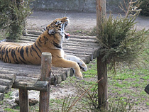 «Узники» Калининградского зоопарка солнечное затмение не заметили