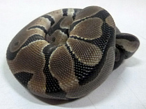 Мужик вёз в кармане питона из Польши