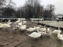 В Балтийске снова появились «нефтяные» лебеди 