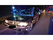 У Бранево россиянин на БМВ сбил двух лосей