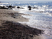 В Зеленоградске назвали места, где будет можно купаться в новом сезоне