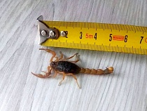 В Калининграде женщина нашла скорпиона в молодом картофеле