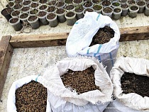 В Зеленоградске будут год готовиться к выращиванию саженцев липы для Херсона 