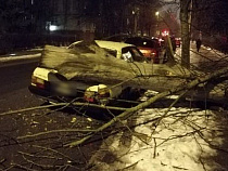 На Комсомольской дерево рухнуло на «Ауди»