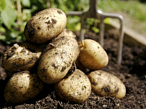 Россельхознадзор требует проверить "Седьмой континент" и "Наш гипермаркет" на предмет продажи в них запрещенного картофеля из ЕС