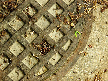 В Калининграде девушка провалилась в канализационный люк