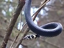 В Калининградской области змей показал девушке мистический символ