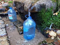 Шестиногие выходцы из США спровоцировали карантин в Калининградской области