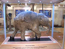 Мамонтенок Люба "поселится" в Калининграде на четыре месяца