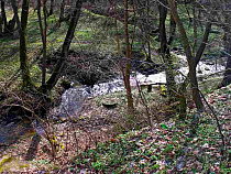 Чиновники: австрийский завод оздоровит леса Калининградской области