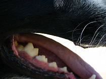 Бродячие собаки искусали двухлетнего мальчика: СКР проводит проверку