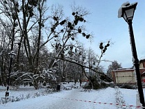 В Балтрайоне падающее дерево зависло над тротуаром у детской площадки