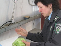 Пекинскую капусту решили обеззаразить