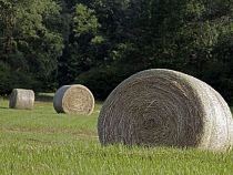 Под Правдинском сгорело 75 тонн сена