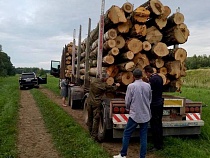 На месте масштабной вырубки под Краснознаменском поймали людей с техникой 