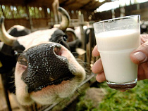За год производство молока в Калининградской области выросло почти на 10%