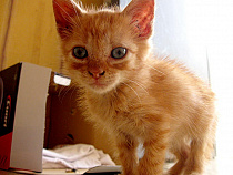 В Пионерском дети полезли на стройку спасать котёнка и застряли