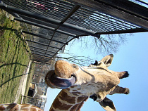 "Джунгли зовут!" в Калининградский зоопарк