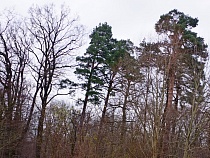 Под Черняховском вредитель незаконно срубил часть леса