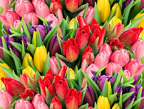 Россия лишится голландских тюльпанов