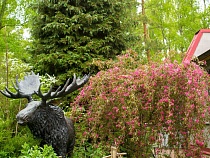 На Куршской косе разрешили бесплатно посещать «Визит-центр»