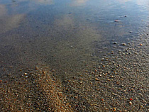 Пляжи Куршской косы будут проверять каждые 14 дней