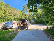 По велодорожке на Куршской косе стали ездить автомобили