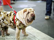 Укушенная шарпеем калининградка отсудила 20 тысяч рублей