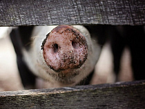 АЧС нашли в Мушкино