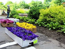 В Калининграде виолу с городских клумб раздадут по детсадам