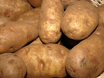 На границе задержали контрабандный картофель 